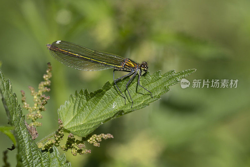 条纹Demoiselle Damselfly Calopteryx一串红